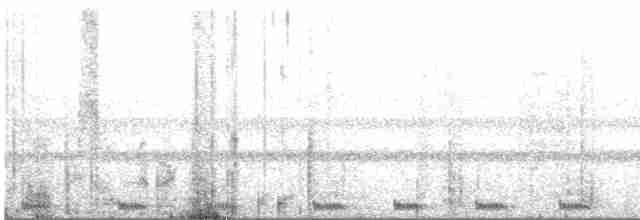Large-tailed Nightjar - ML436202471