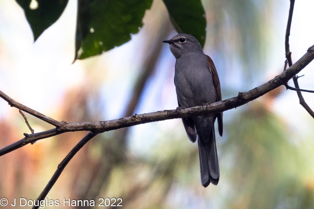 Brown-backed Solitaire - ML436203231