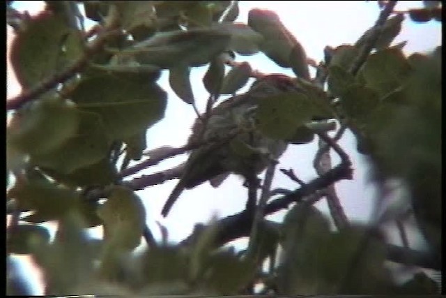 Chestnut-crowned Sparrow-Weaver - ML436206