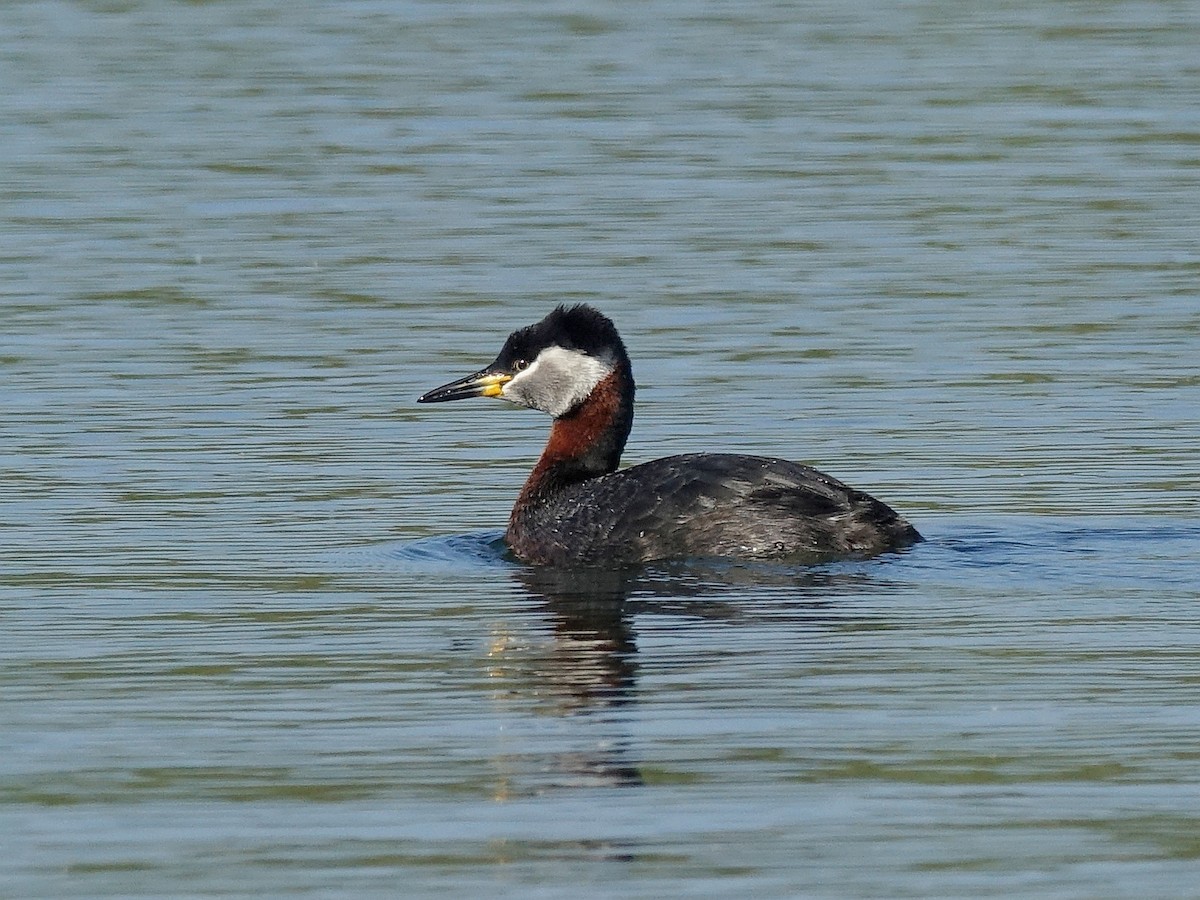 Red-necked Grebe - ML436206081