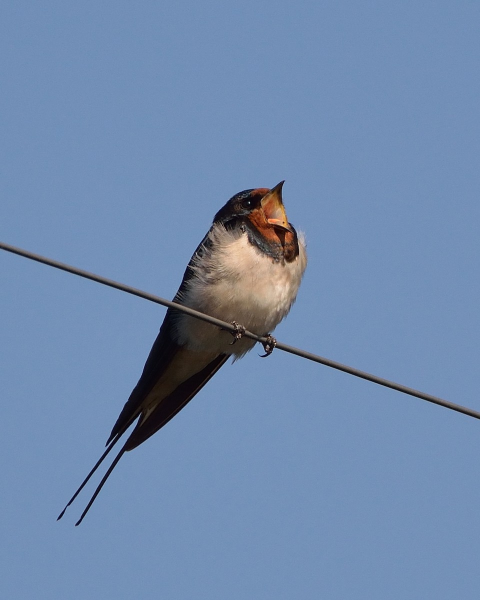 Wire-tailed Swallow - ML43621151