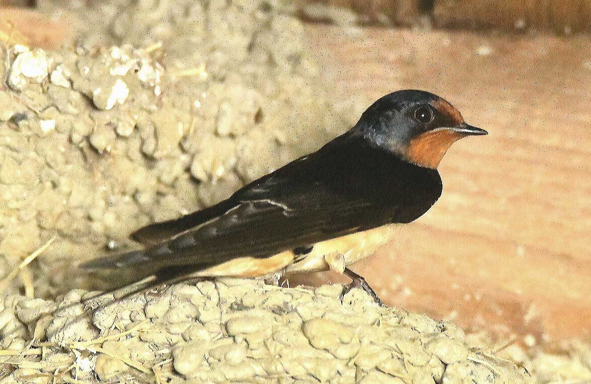 Barn Swallow - ML436221611