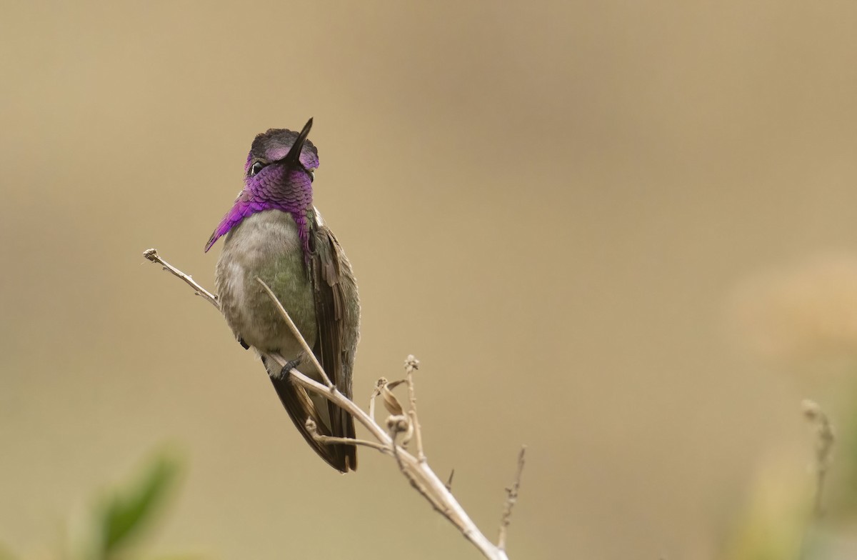 Costa's Hummingbird - ML436222631