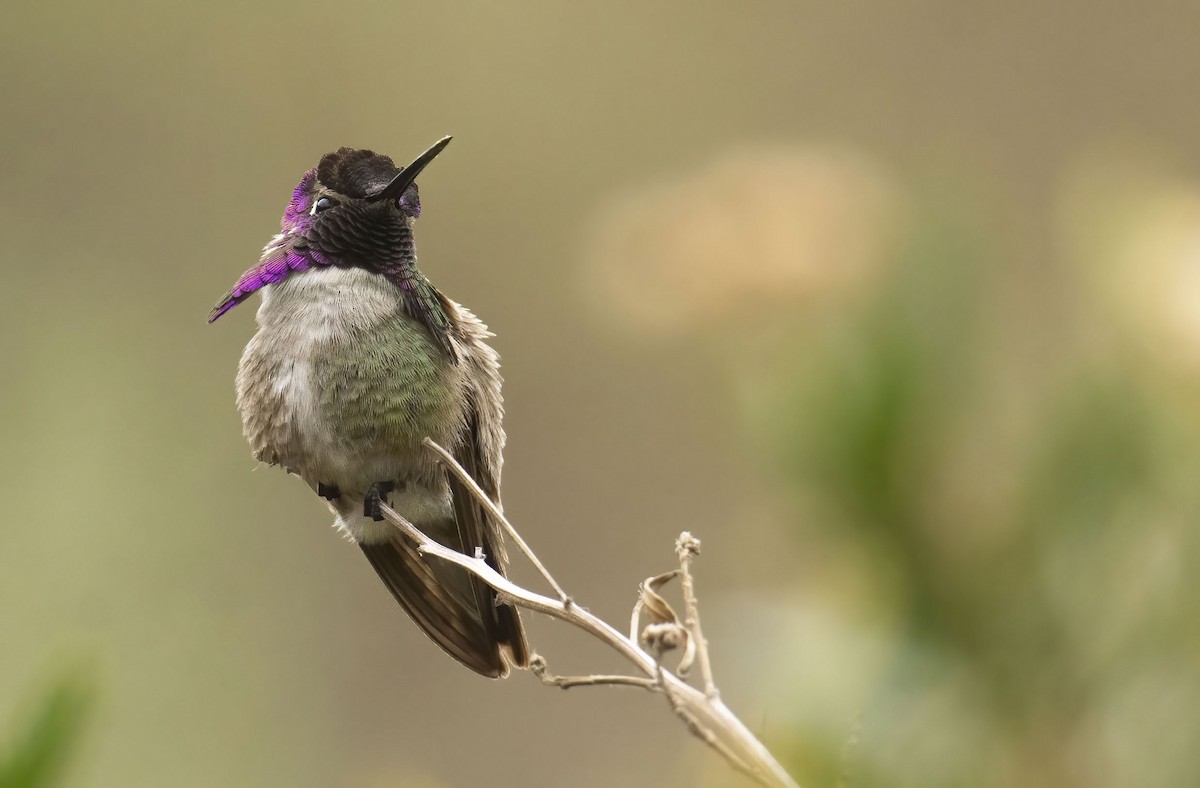 Costa's Hummingbird - ML436222781