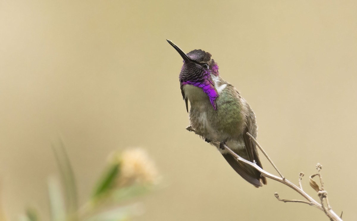 Costa's Hummingbird - ML436222791