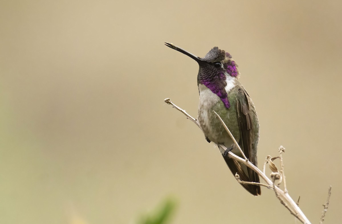 Costa's Hummingbird - ML436222821