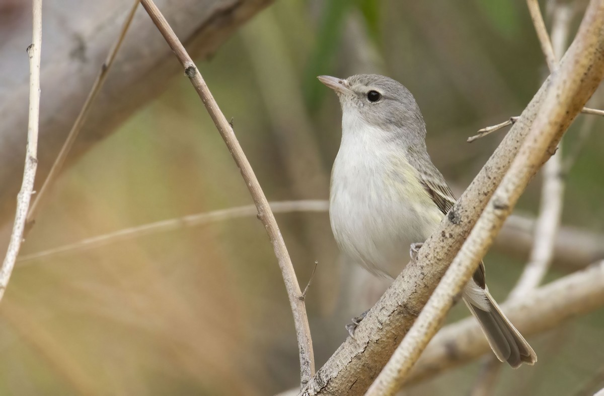 Bell's Vireo (Least) - Marky Mutchler