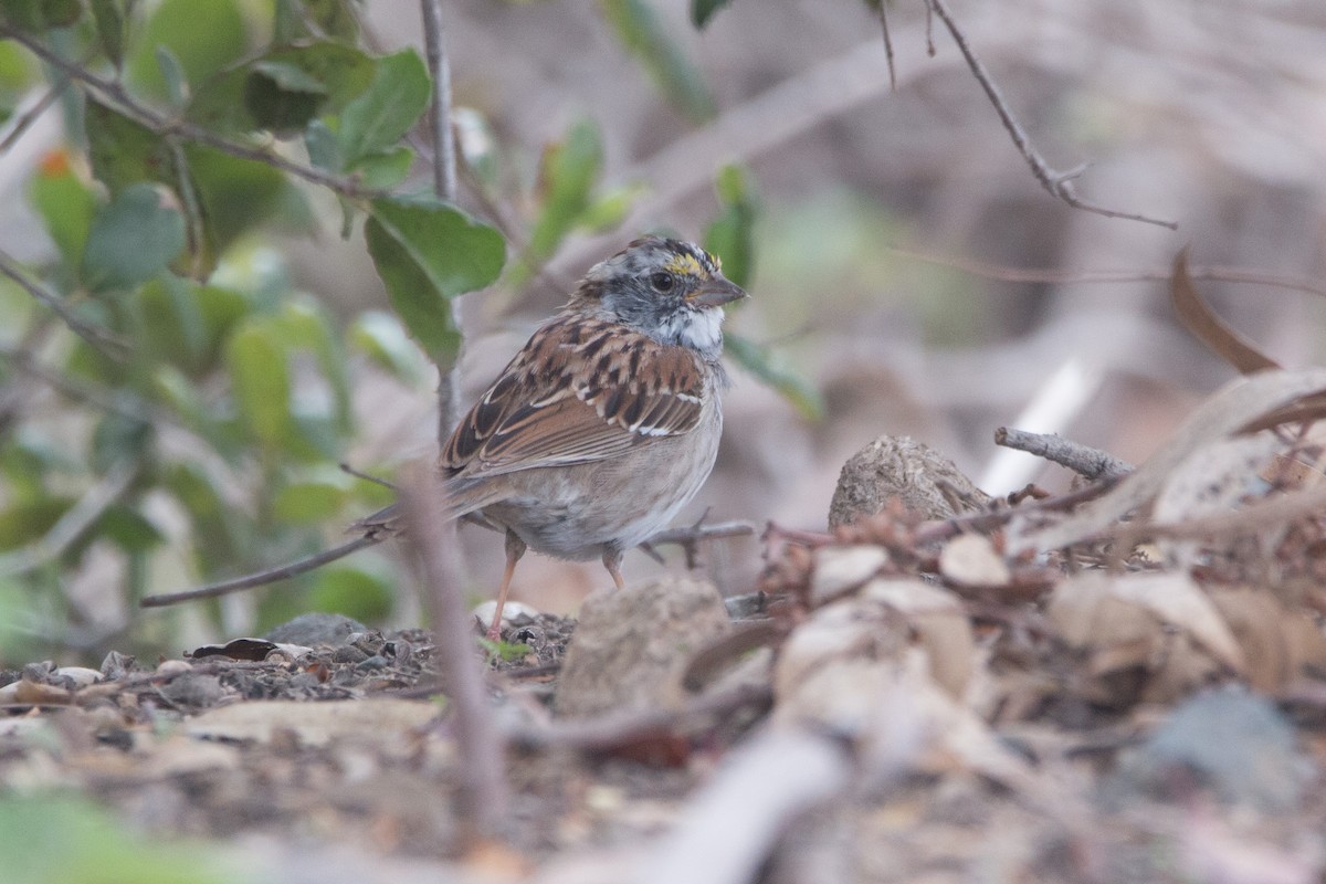 White-throated Sparrow - Braxton Landsman