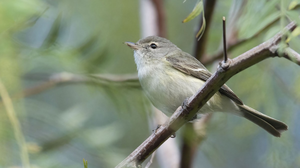 Bell's Vireo (Least) - Marky Mutchler