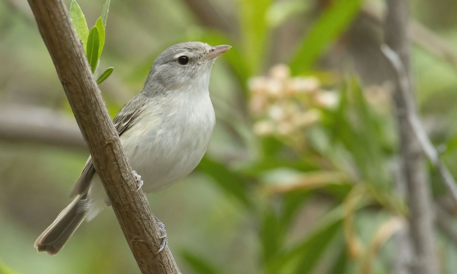 Bell's Vireo (Least) - eBird