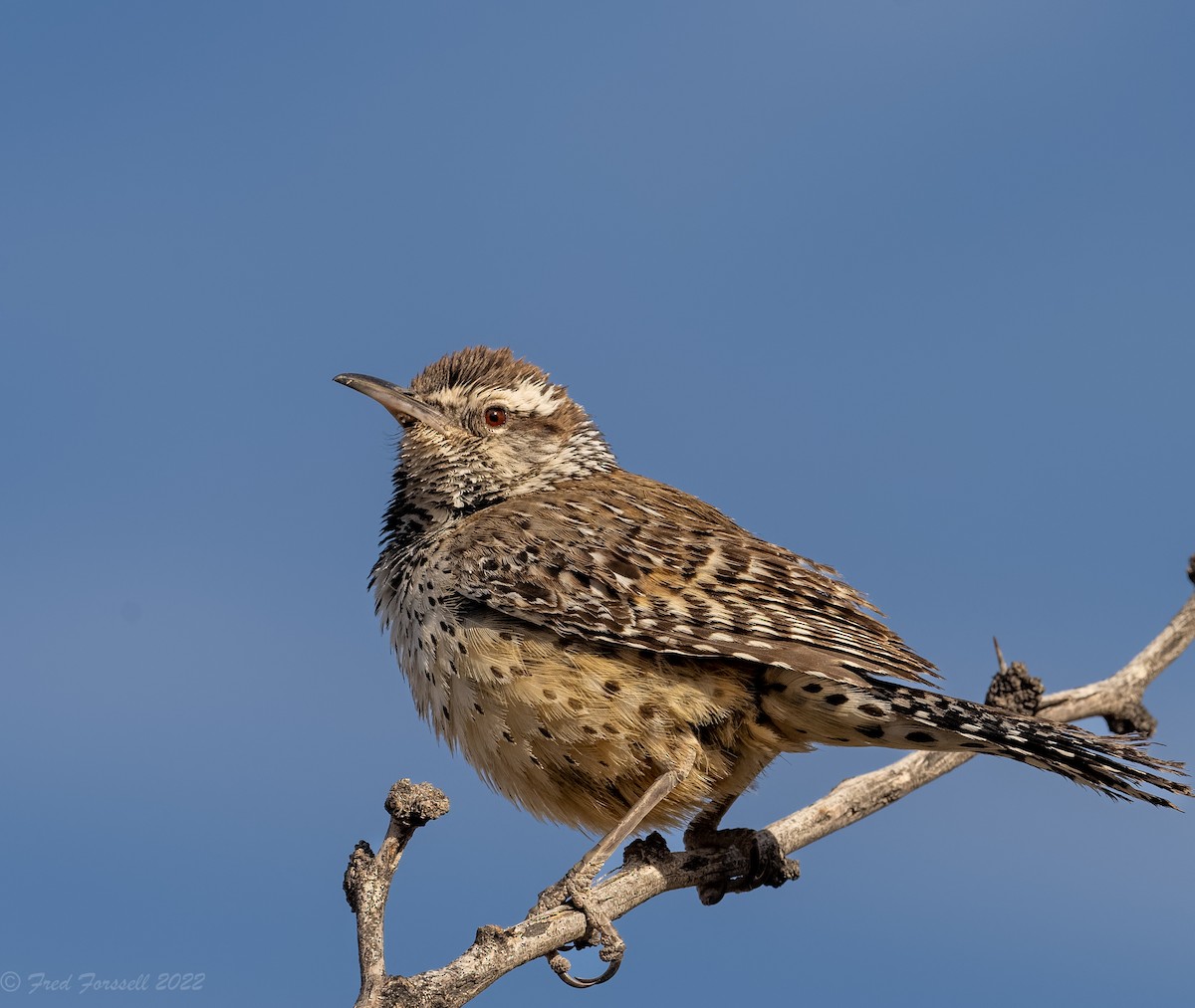 Cactus Wren - Fred Forssell