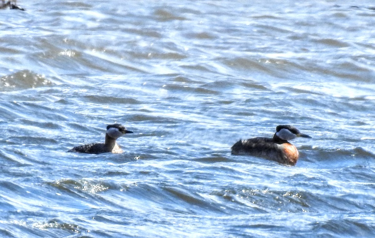 Red-necked Grebe - ML436232791