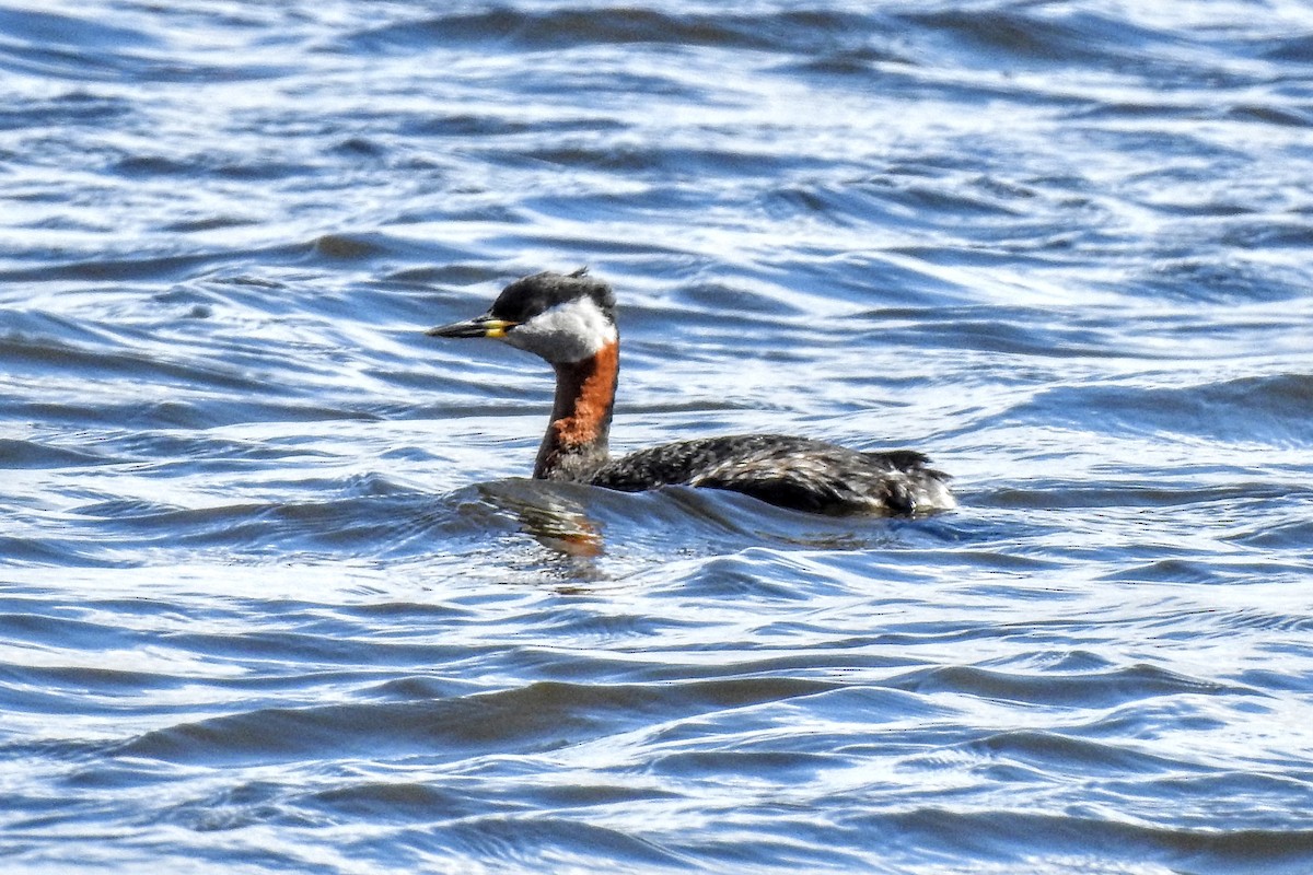 Red-necked Grebe - ML436232821