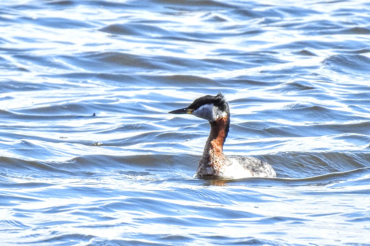 Red-necked Grebe - ML436232841