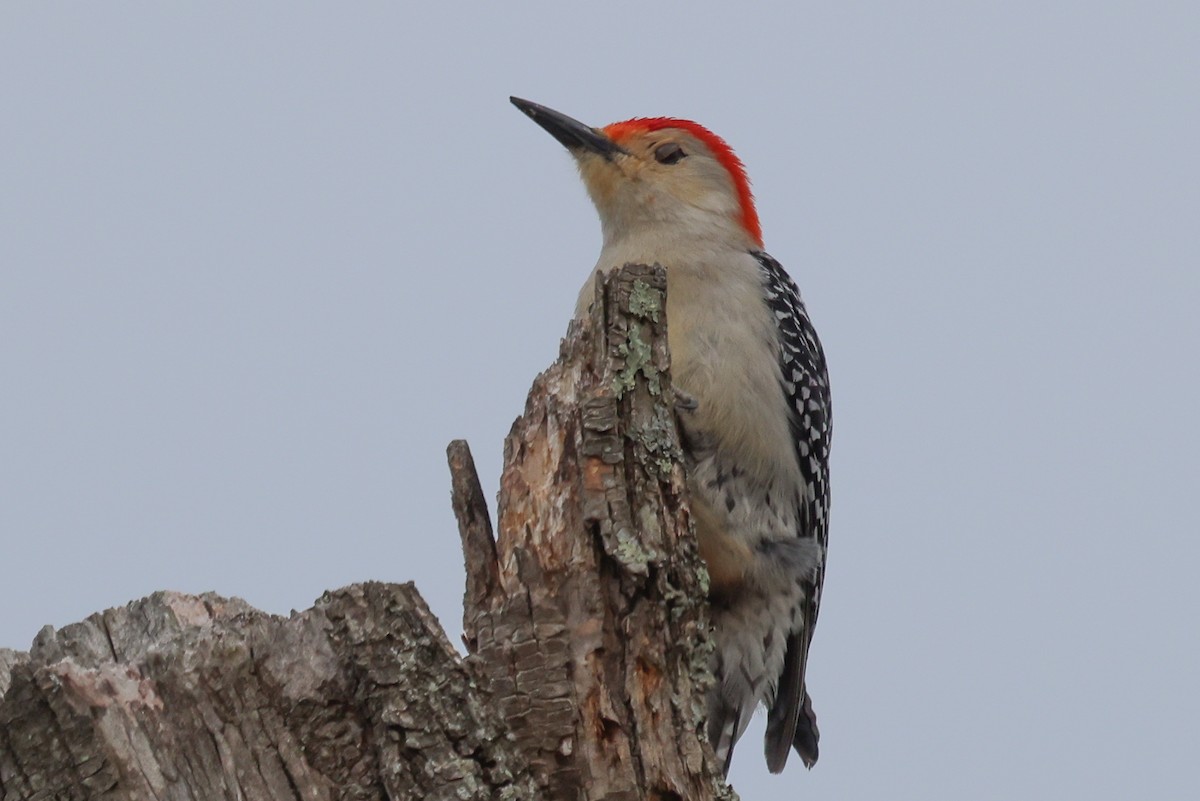 Red-bellied Woodpecker - ML436242861