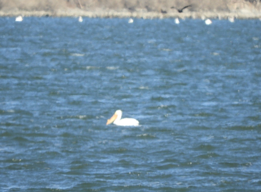 American White Pelican - ML436245191