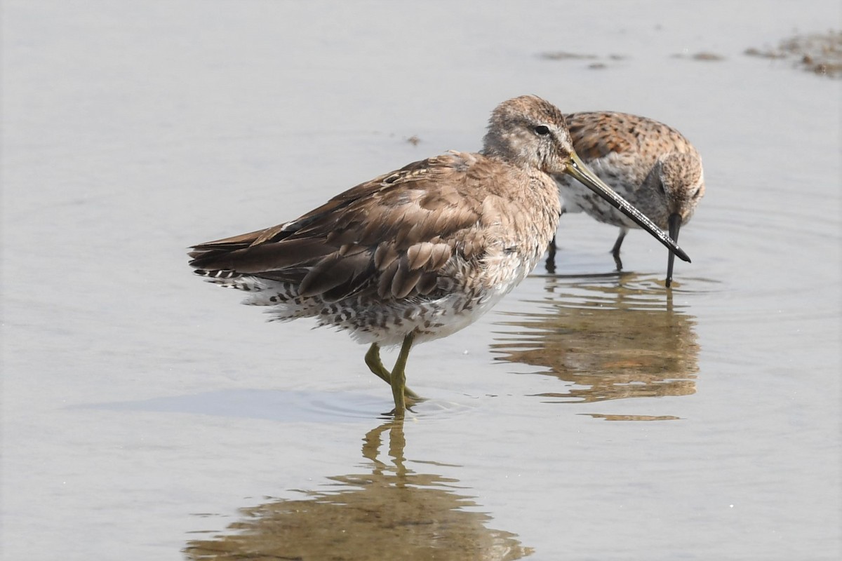 Long-billed Dowitcher - ML436247251