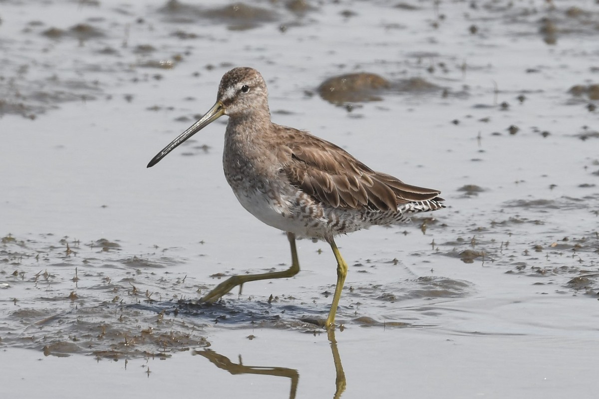 Long-billed Dowitcher - ML436247261