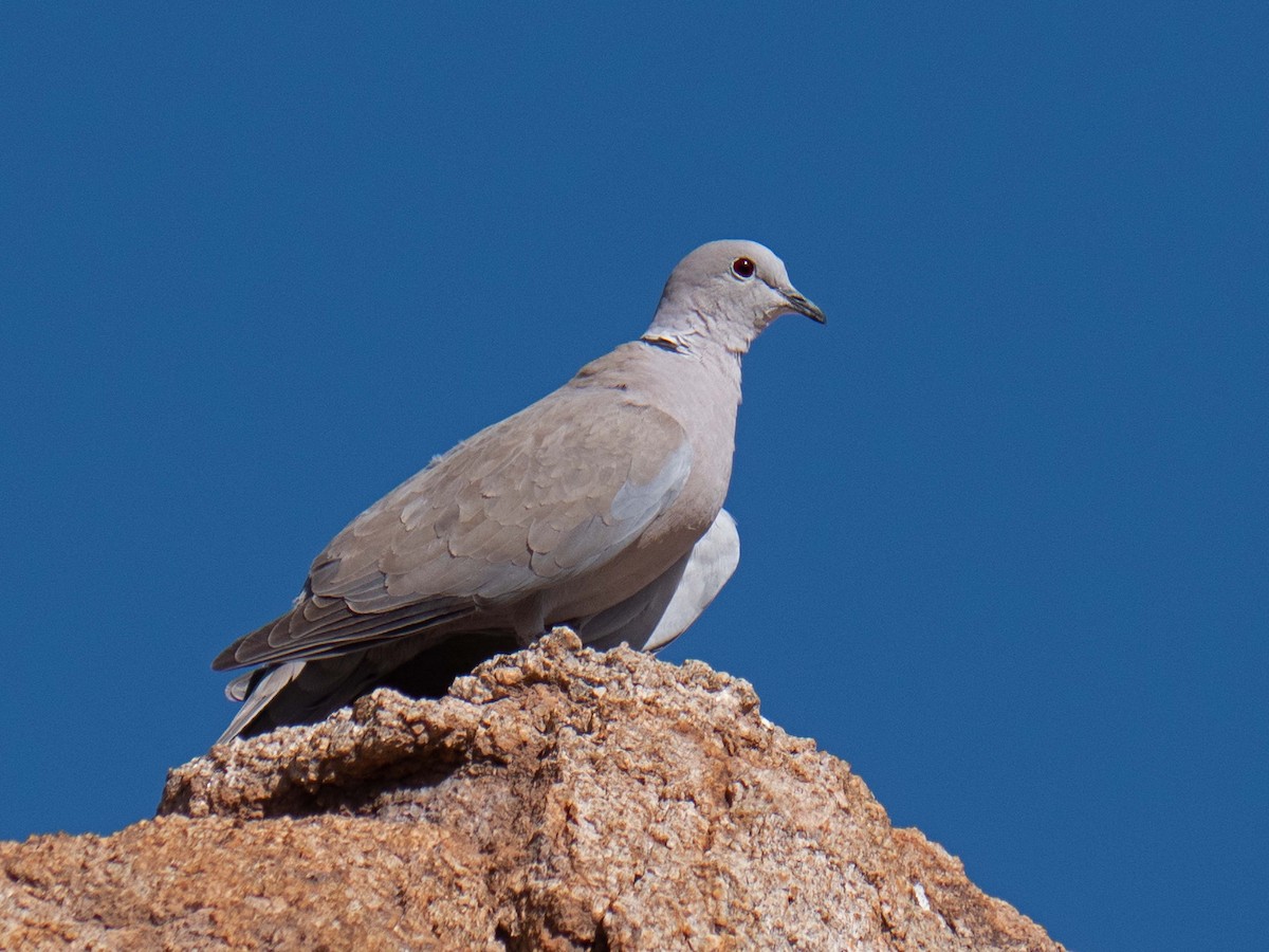 Eurasian Collared-Dove - ML436249041