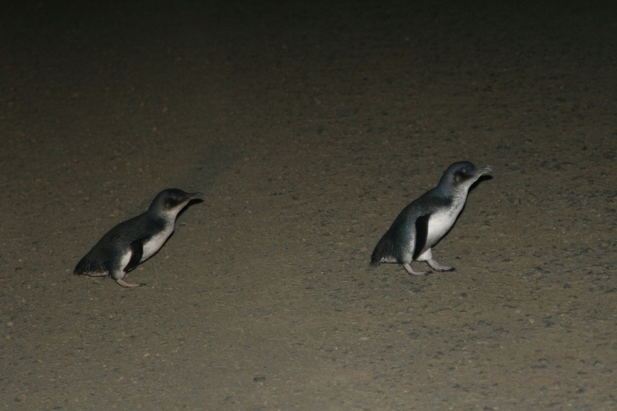 Пінгвін малий - ML43625111