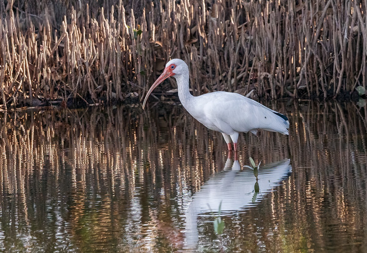 ibis bílý - ML436251161
