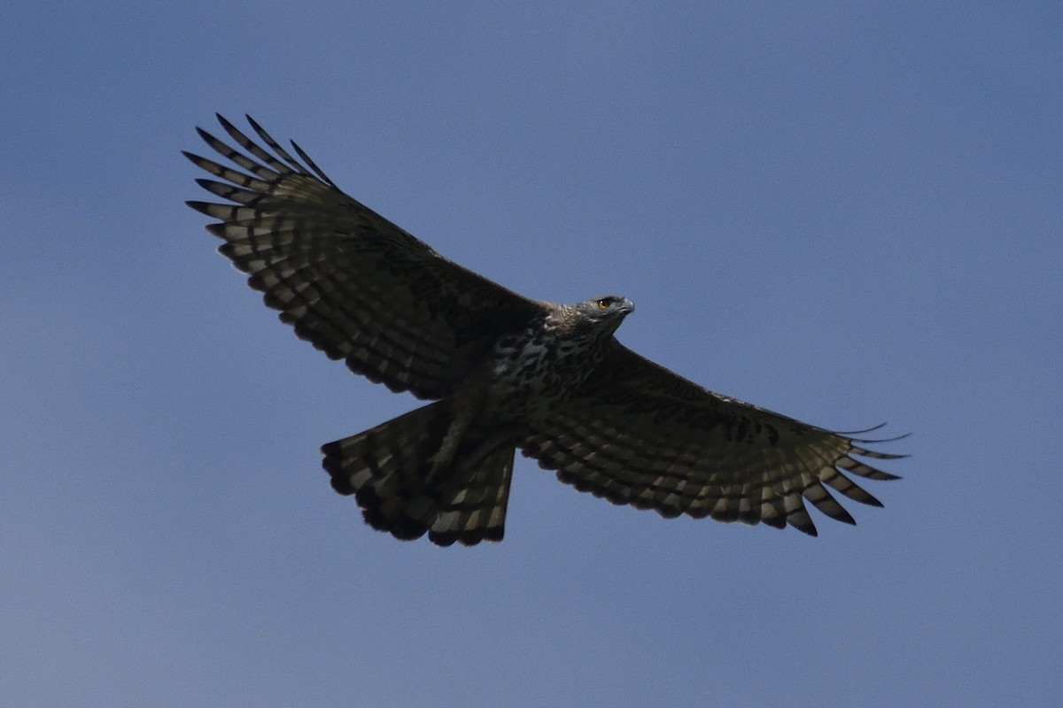 Changeable Hawk-Eagle (Crested) - Sriram Reddy