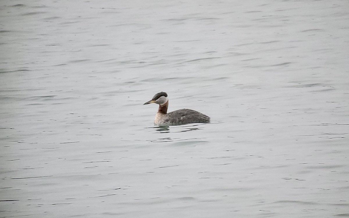 Red-necked Grebe - ML436255281