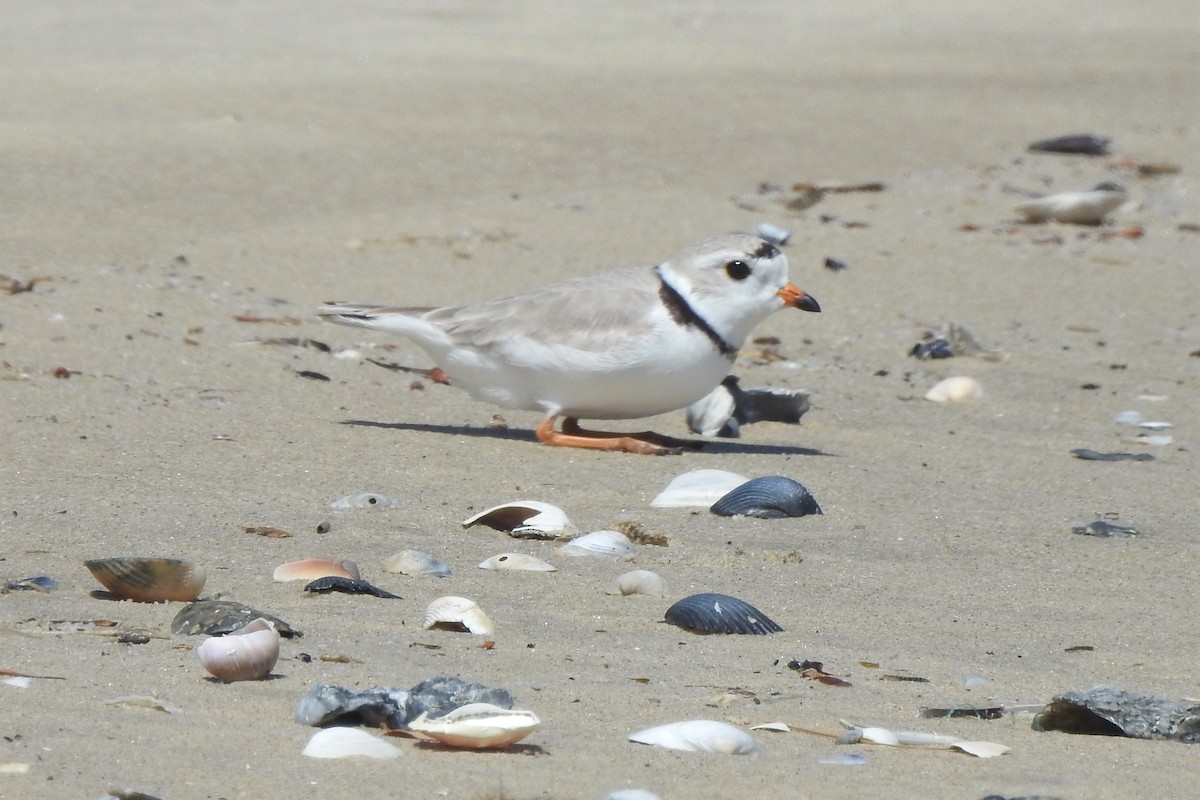 Piping Plover - ML436258161