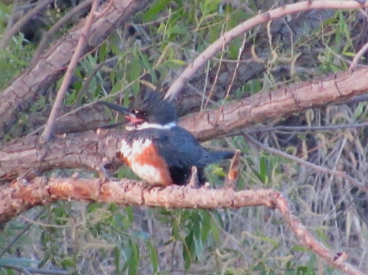 Belted Kingfisher - ML436260401
