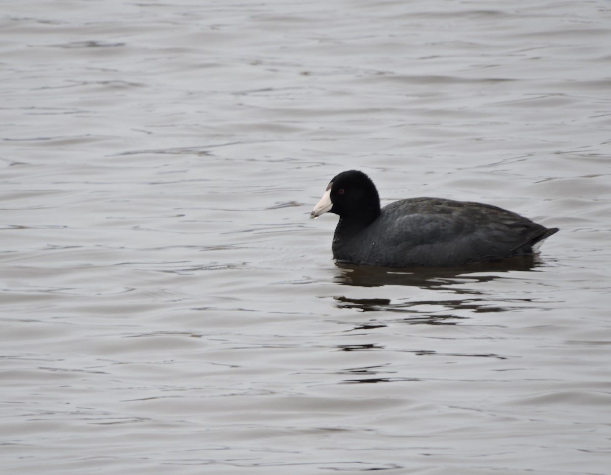 American Coot (Red-shielded) - Daniel Casey