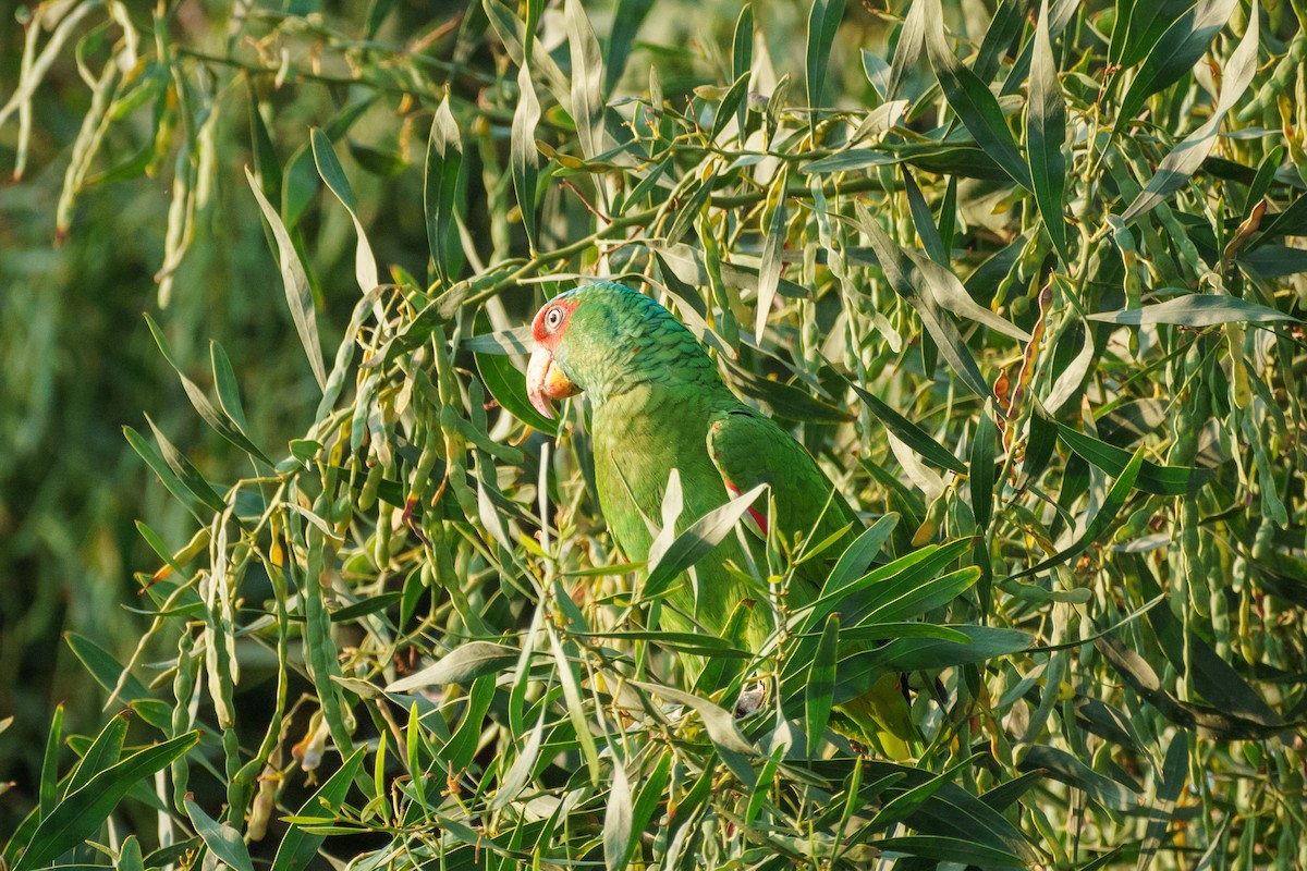 White-fronted Parrot - ML436261731