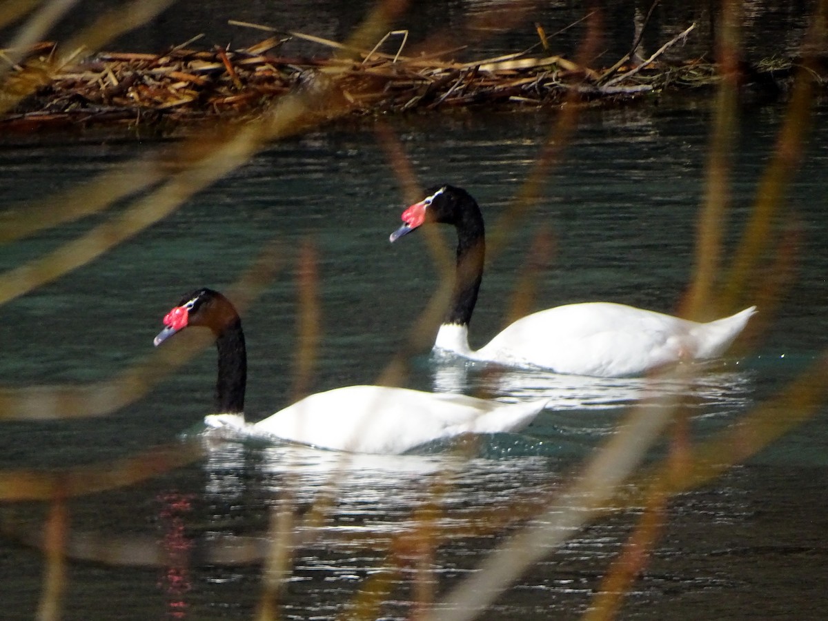 Black-necked Swan - ML436262031