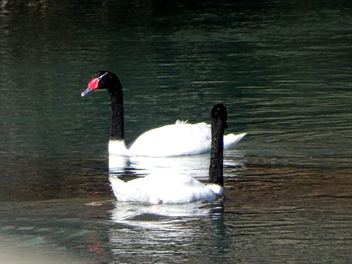 Black-necked Swan - ML436262071