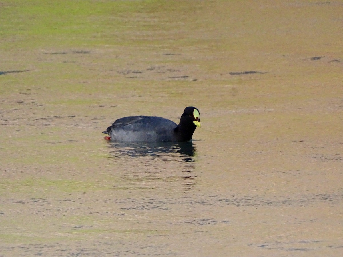 Red-gartered Coot - ML436262311