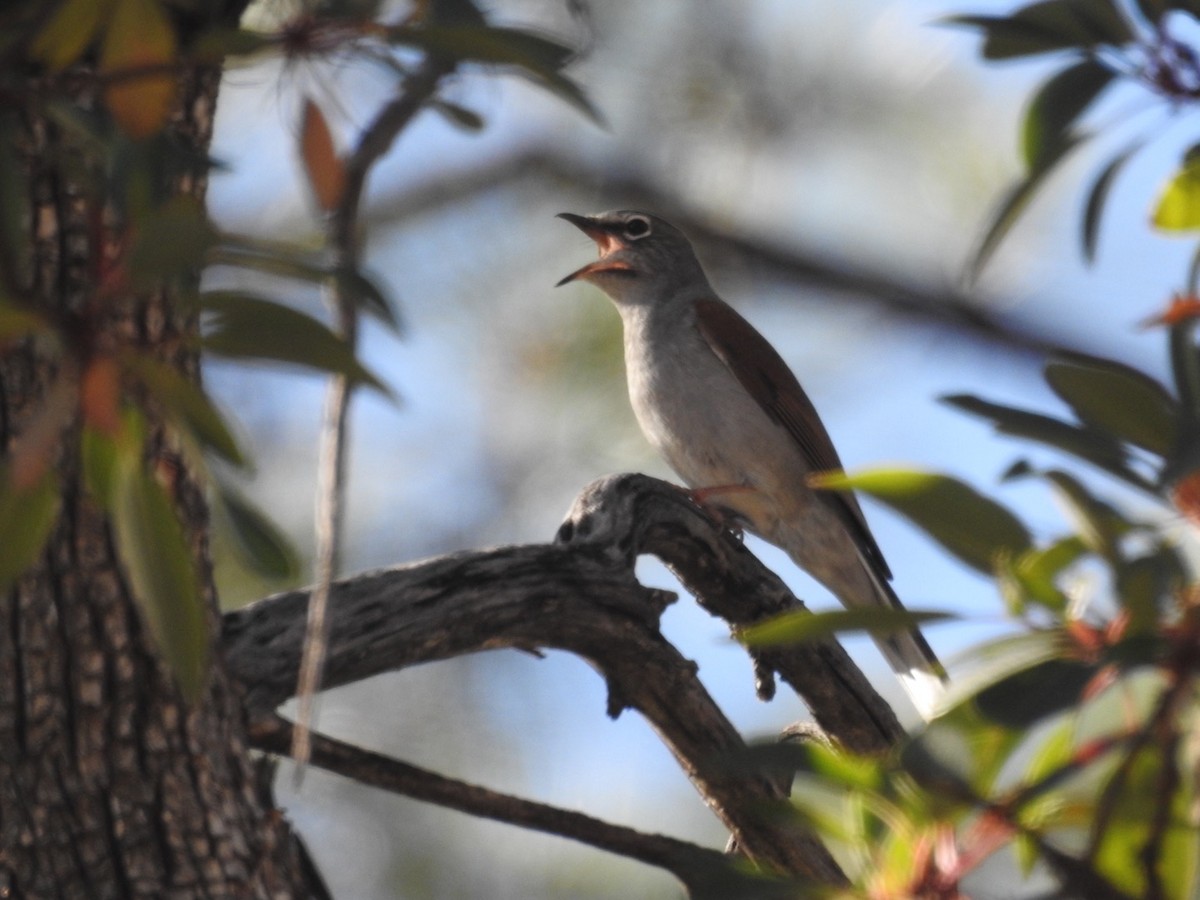 Brown-backed Solitaire - ML436265181