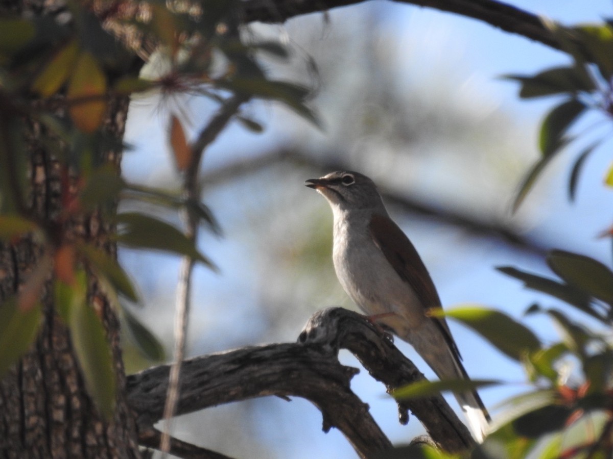 Brown-backed Solitaire - ML436265241