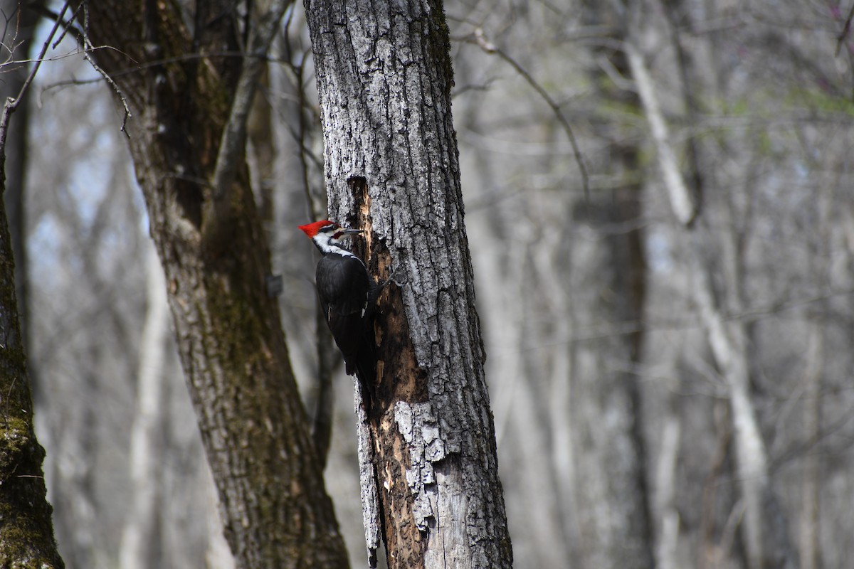 Pileated Woodpecker - Caitie Wiechman