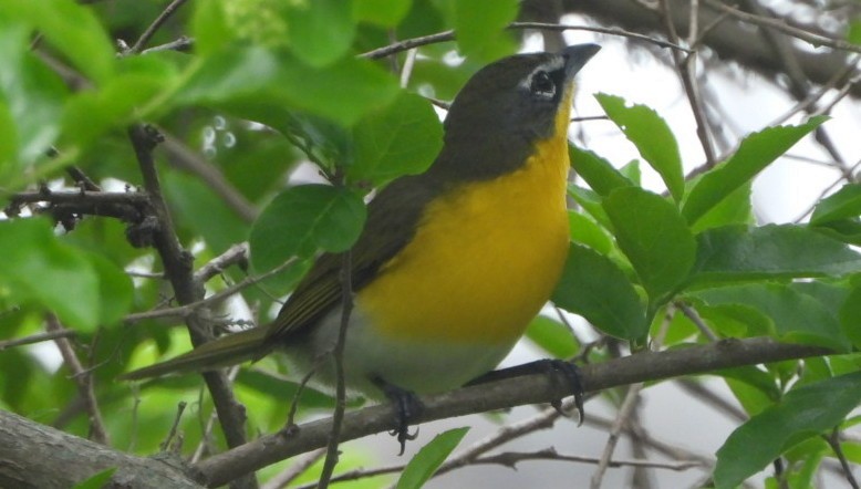 Yellow-breasted Chat - ML436270301