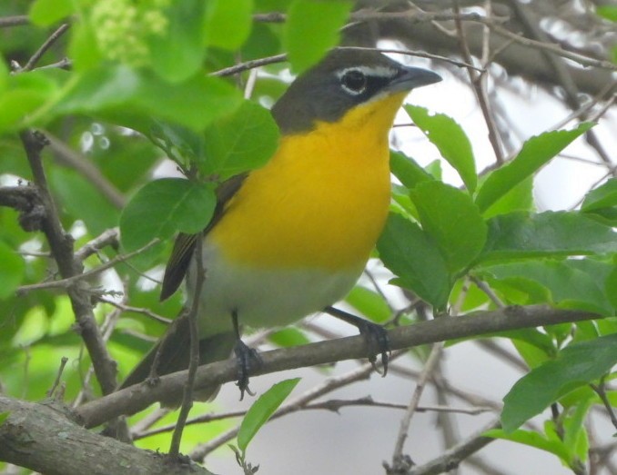 Yellow-breasted Chat - ML436270311