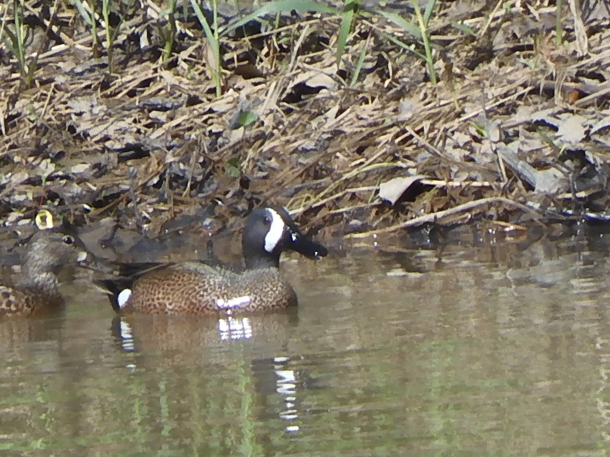 Blue-winged Teal - ML436270961