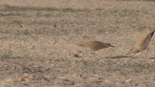  - Cream-colored Courser