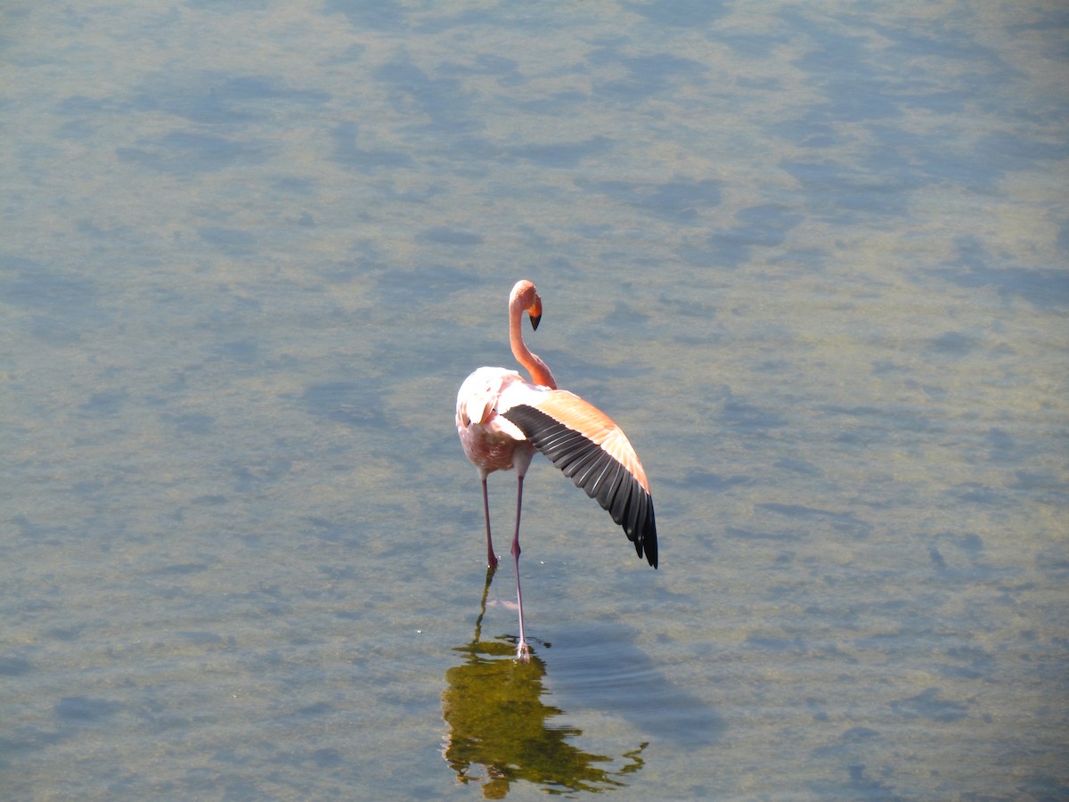 Amerika Flamingosu - ML43627731