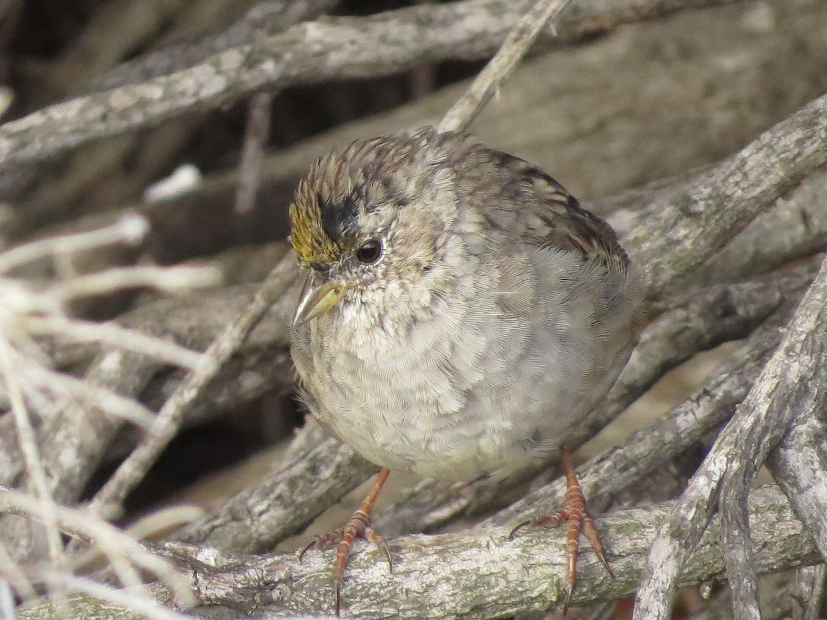 Golden-crowned Sparrow - ML436280051