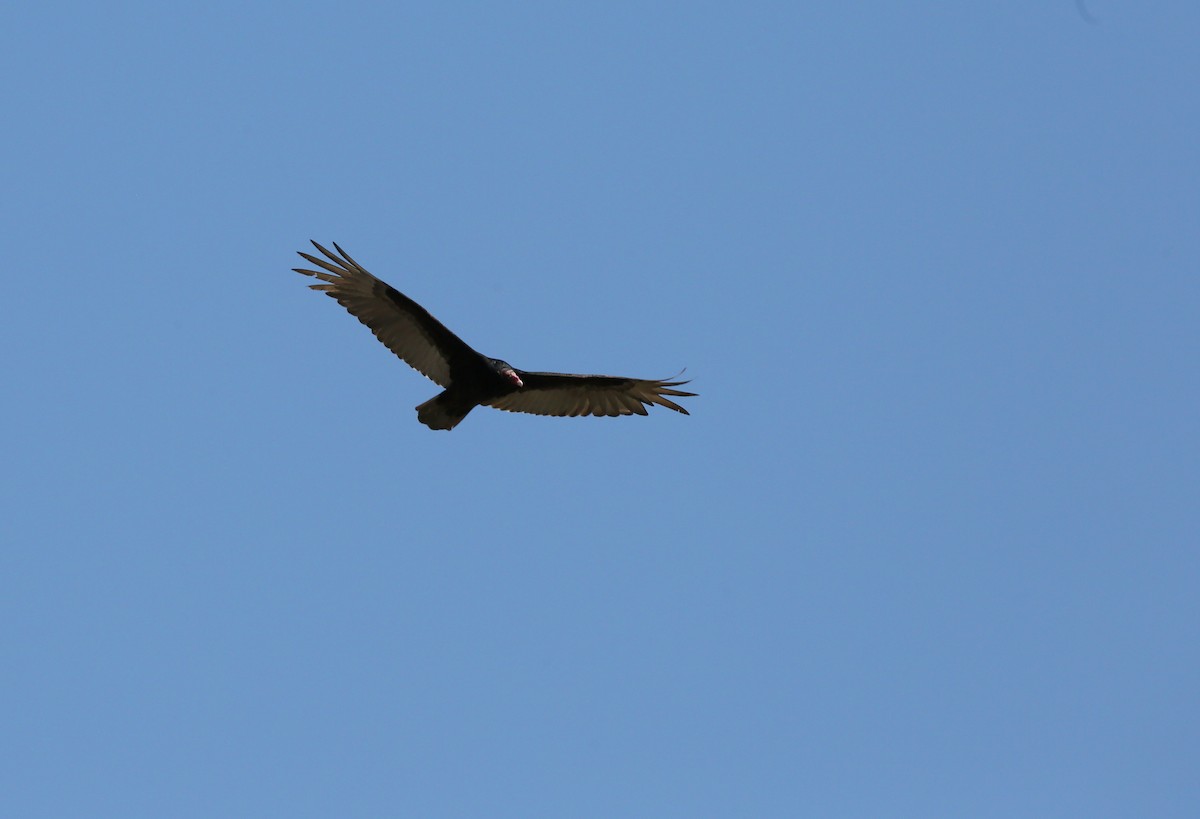 Turkey Vulture - ML436280361