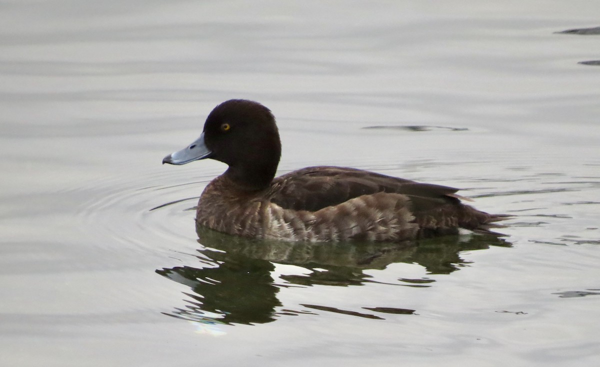 Tufted Duck - ML436281521