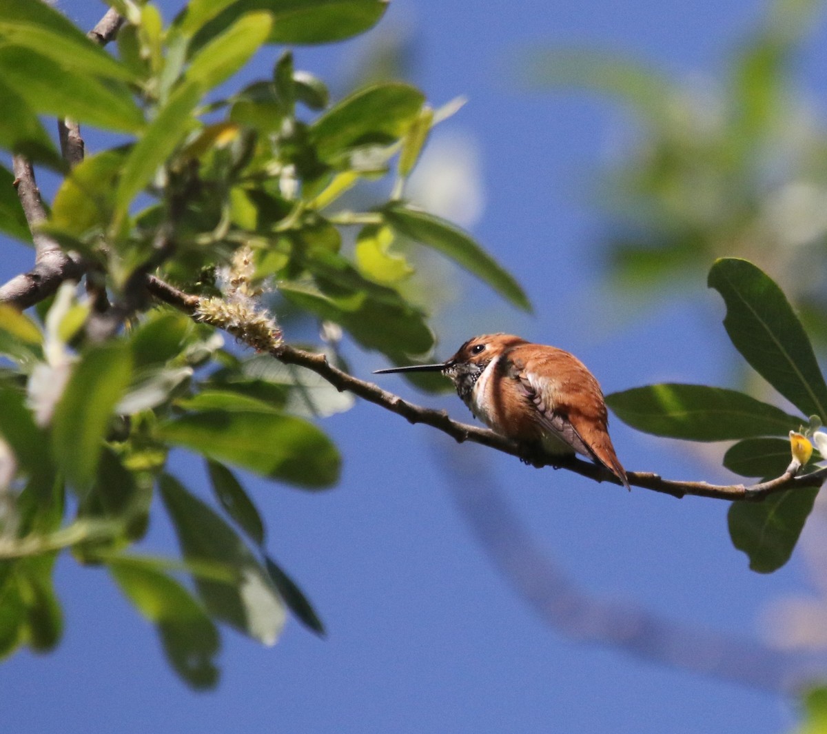Rufous Hummingbird - Ann Vaughan