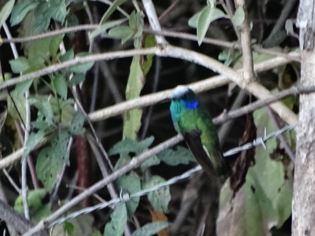 kolibřík zelený - ML43628311