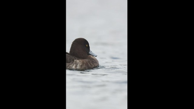 Tufted Duck - ML436284261
