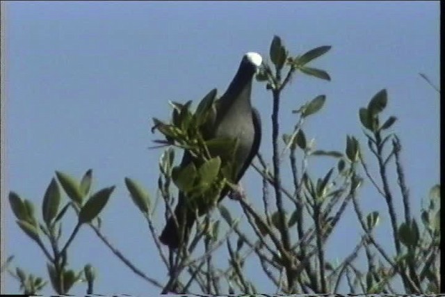 Pigeon à couronne blanche - ML436288