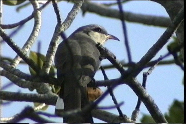 Mangrove Cuckoo - ML436289
